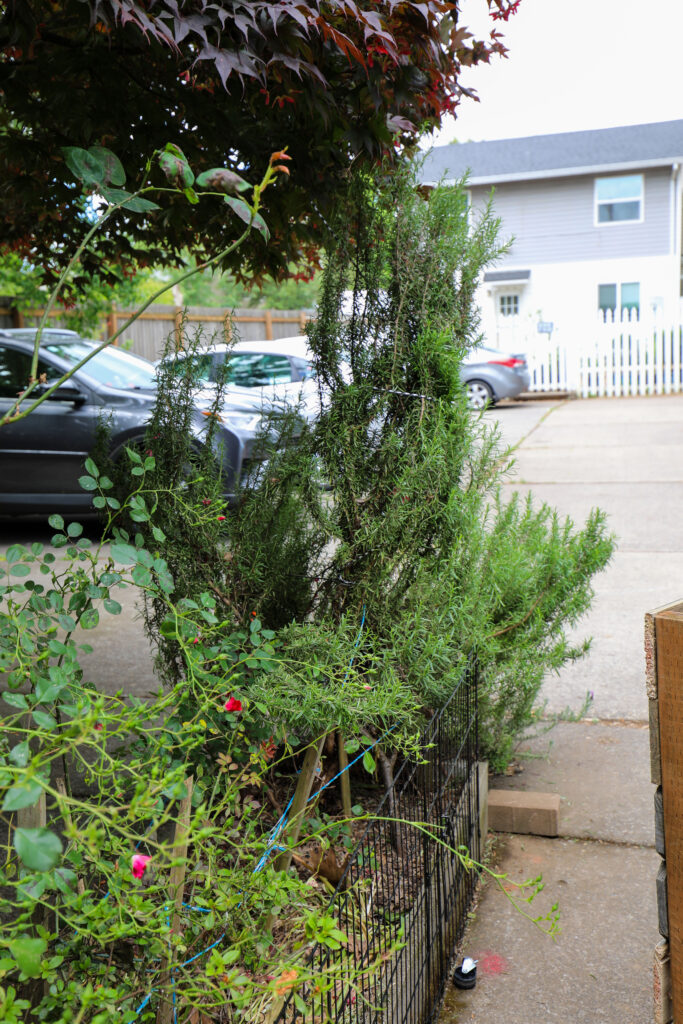 Cece's large rosemary bush grows tall in her garden.