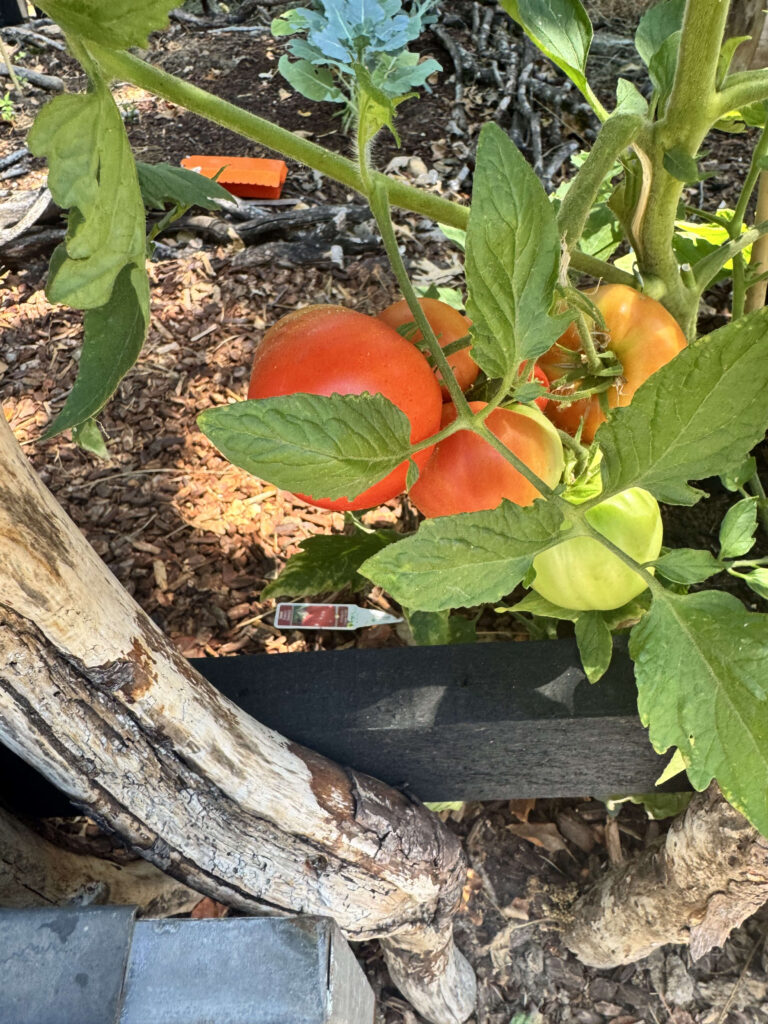 Tomatoes ripen in stages on the vine in Sarah's backyard garden, from green to deep red.